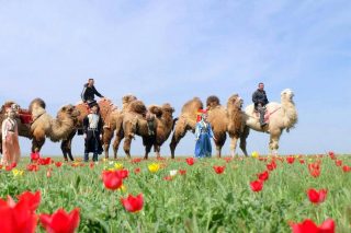 С 2013 года проводится фестиваль, посвященный цветению диких тюльпанов в степях Калмыкии
