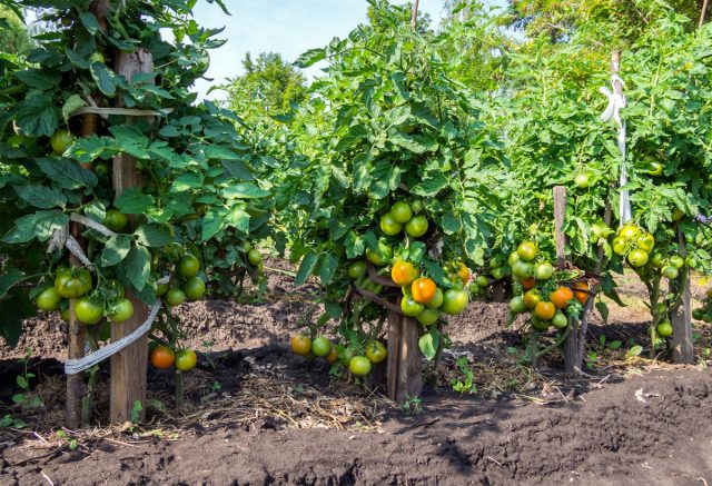 Высокорослые томаты позволяют экономить место грядок
