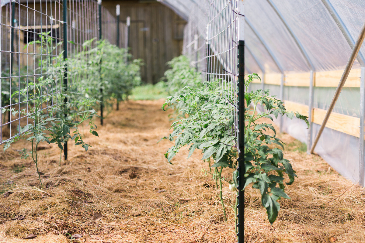 Высокорослые томаты в теплице и открытом грунте — особенности выращивания.Посадка, условия и уход. Фото — Ботаничка