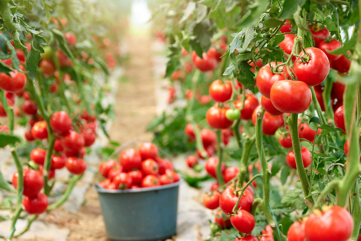 Высокорослые томаты в теплице и открытом грунте — особенности выращивания.Посадка, условия и уход. Фото — Ботаничка