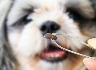 Укусы собак клещами — как уберечь питомца?
