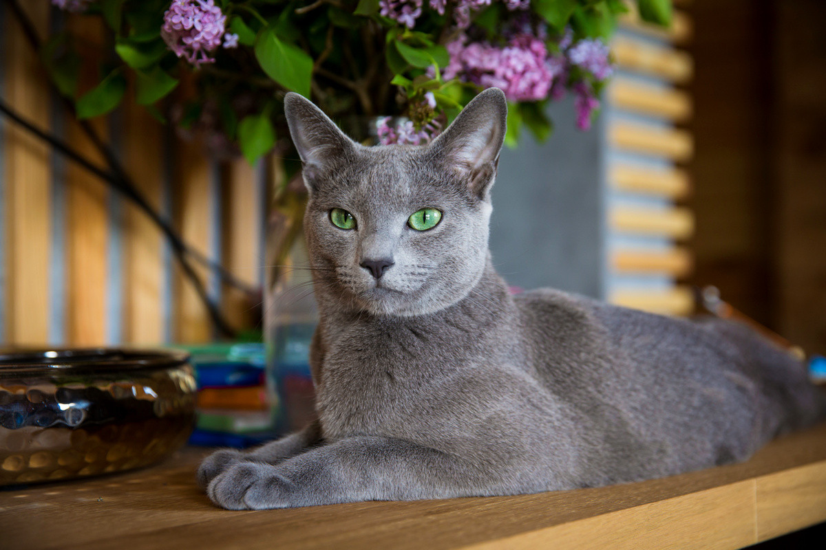 10 самых известных аборигенных пород кошек России. Описание и фото —  Ботаничка