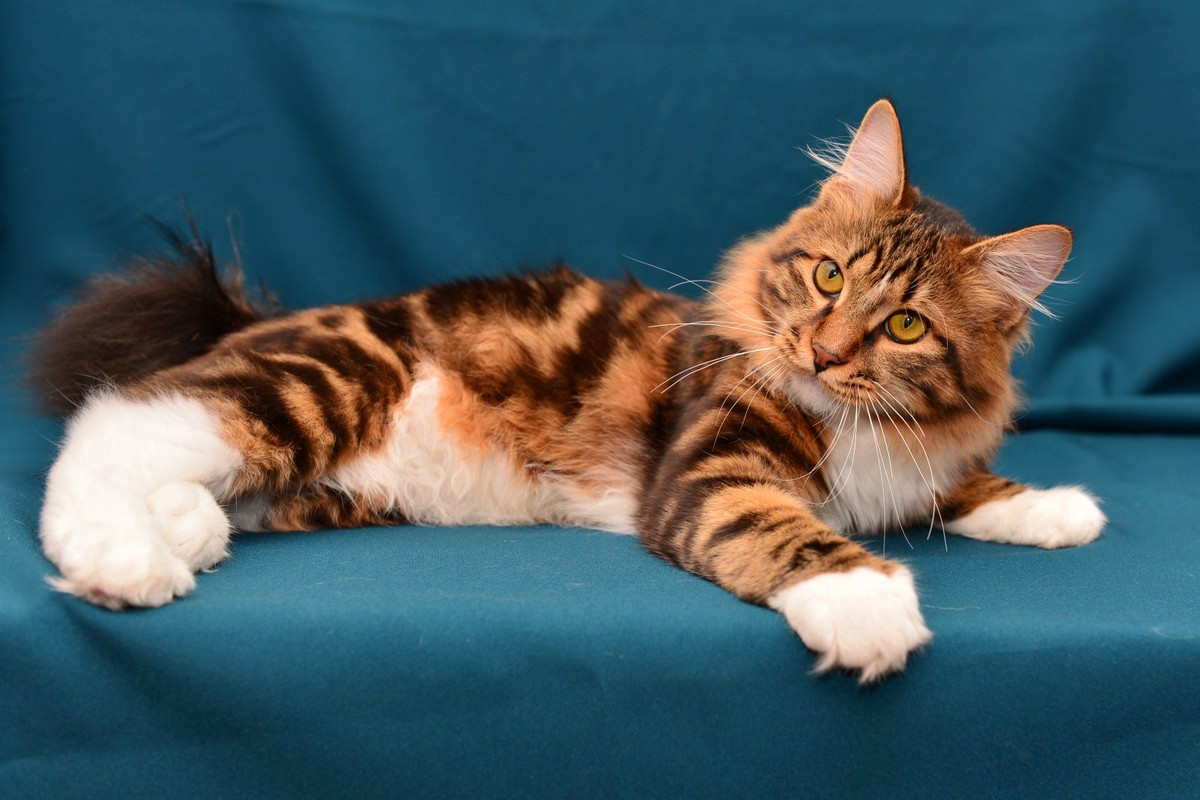 10 самых известных аборигенных пород кошек России. Описание и фото —  Ботаничка