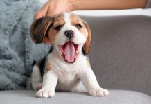 12 вещей, которым нужно научить щенка в первую очередь
