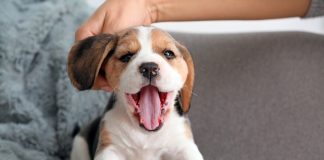 12 вещей, которым нужно научить щенка в первую очередь