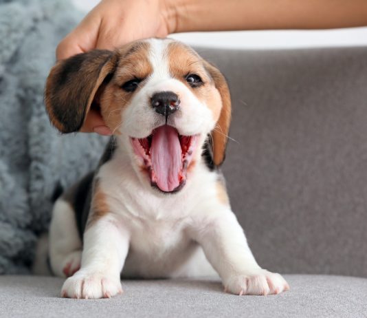 12 вещей, которым нужно научить щенка в первую очередь