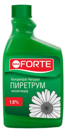 Пиретрум — природный инсектицид — Ботаничка