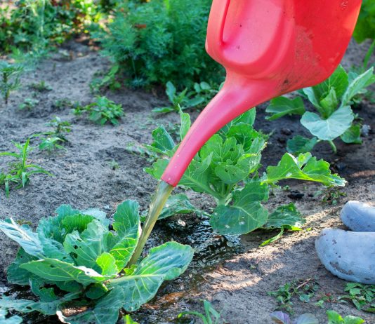 5 лучших органических удобрений для сада и огорода