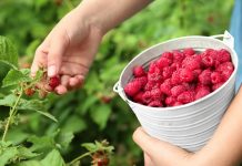 6 эффективных методов увеличения урожая малины