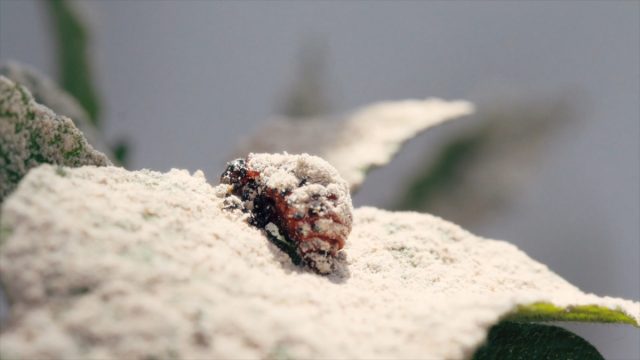 Особь колорадского жука под порошком инсектицида