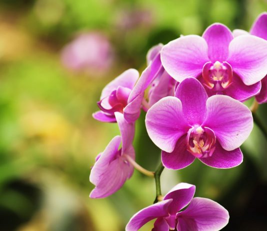 Какой должен быть грунт для орхидей?