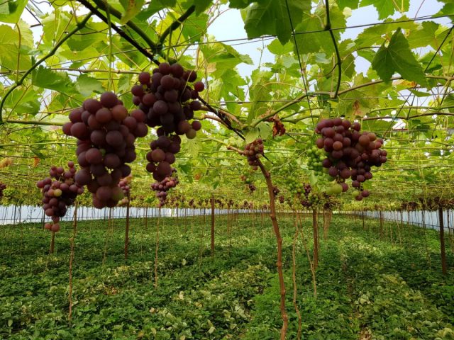 Как вырастить вкусный и здоровый виноград