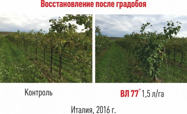 Восстановление винограда с помощью препарата «ВЛ77»