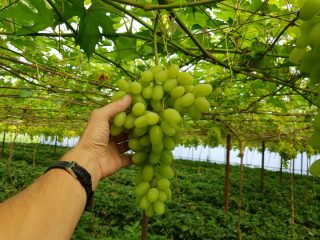 Здоровая гроздь сочного винограда на лозе