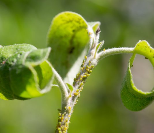 Как защитить растения от вредителей безопасно для себя?