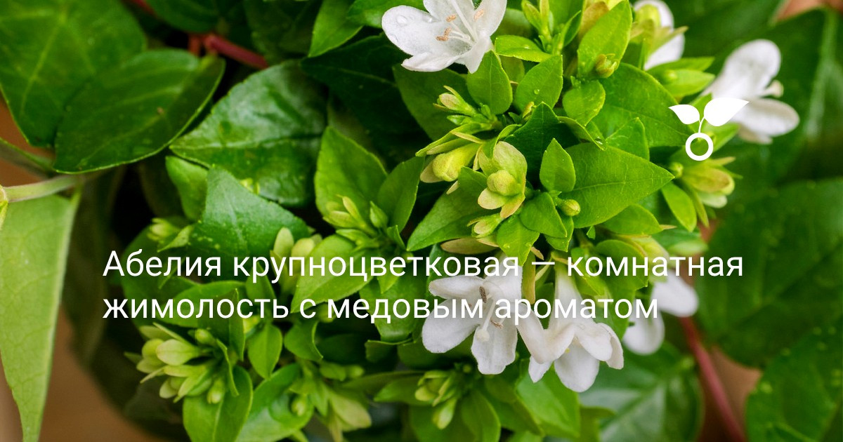 Абелия крупноцветковая - комнатная жимолость с медовым ароматом - полезная информация о растении Абелия крупноцветковая: комнатная жимолость с медовым ароматом - полезная информация о растении