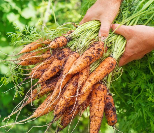 Что полезнее — вершки или корешки морковки?