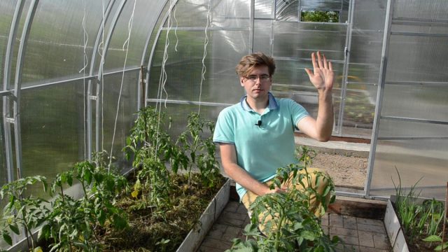 Формирование томатов: удаляем пасынки и листья правильно