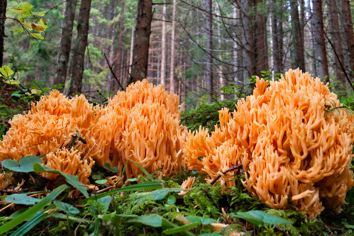 Изумительные грибы, которые меня удивили в этом сезоне