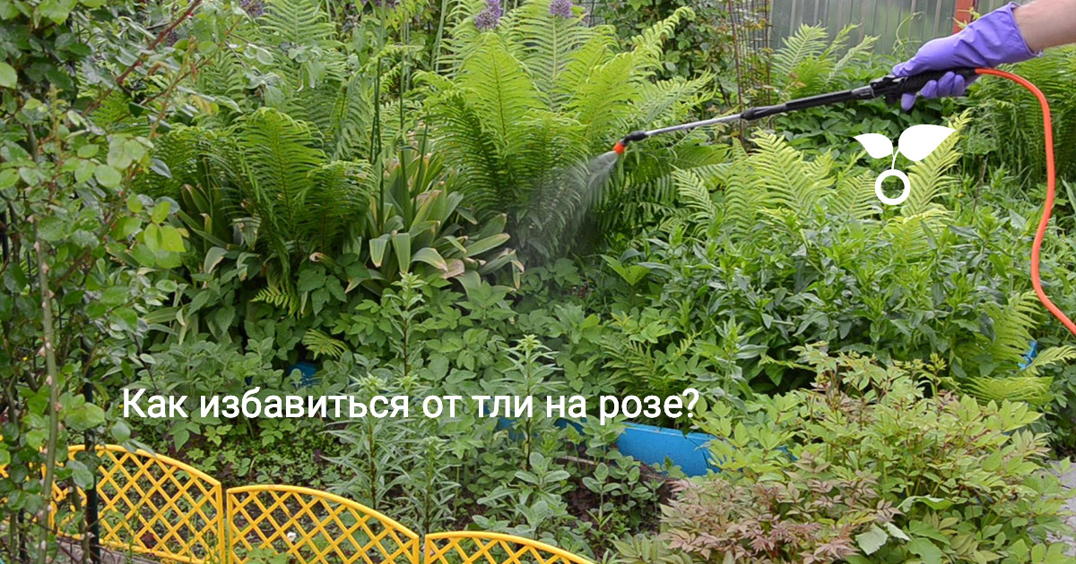 Как избавиться от тли на розе? Видео — Ботаничка