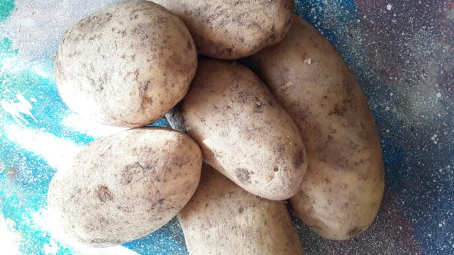 Картошка под сеном: как вырастить без перекопки, мой опыт