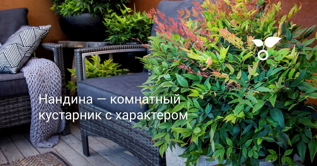Нандина — комнатный кустарник с характером. Уход в домашних условиях ...