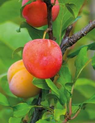 Гибрид персика, сливы и абрикоса – Шарафуга