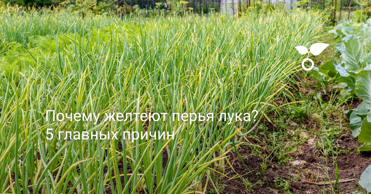 Как не погубить рассаду — 12 советов из личного опыта: гарантия успешного выращивания