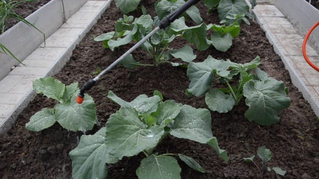 Подкормка капусты: как выбрать удобрения и когда их применять?
