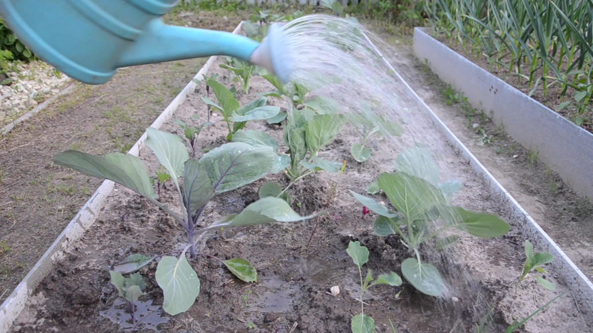 Методы обработки капусты с использованием золы