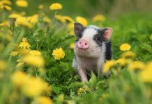 Самые интересные декоративные породы сельскохозяйственных животных