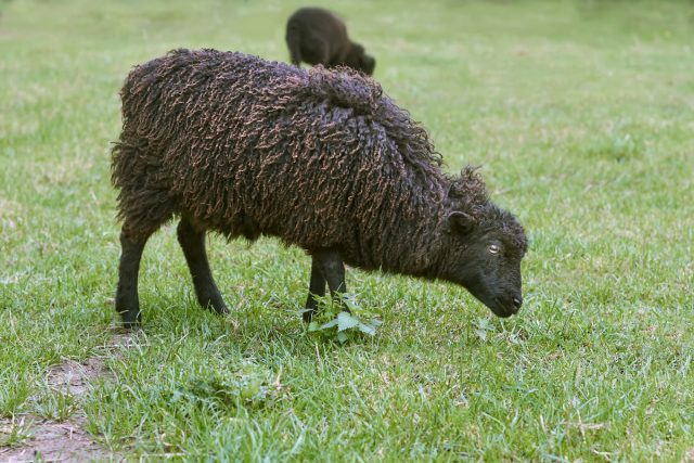 Овца Уэссен, или Бретонский карлик