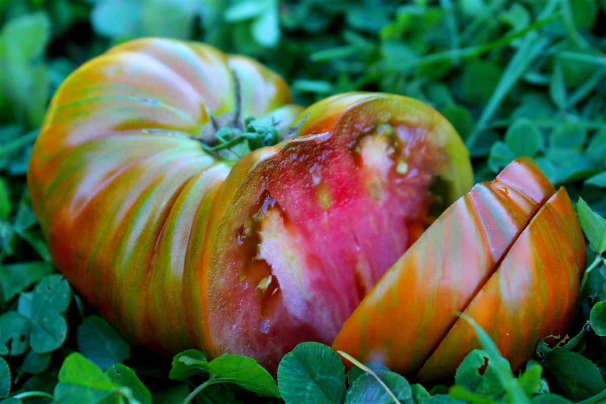 Сердцевидные томаты — особенности сортов и ухода за ними. Описание и фото —Ботаничка
