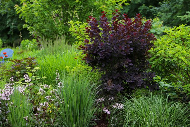 Скумпия кожевенная — отличное акцентное растение для миксбордеров или в смешанных садах