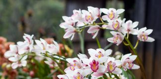 Цимбидиум — капризный, но шикарный «король орхидей»
