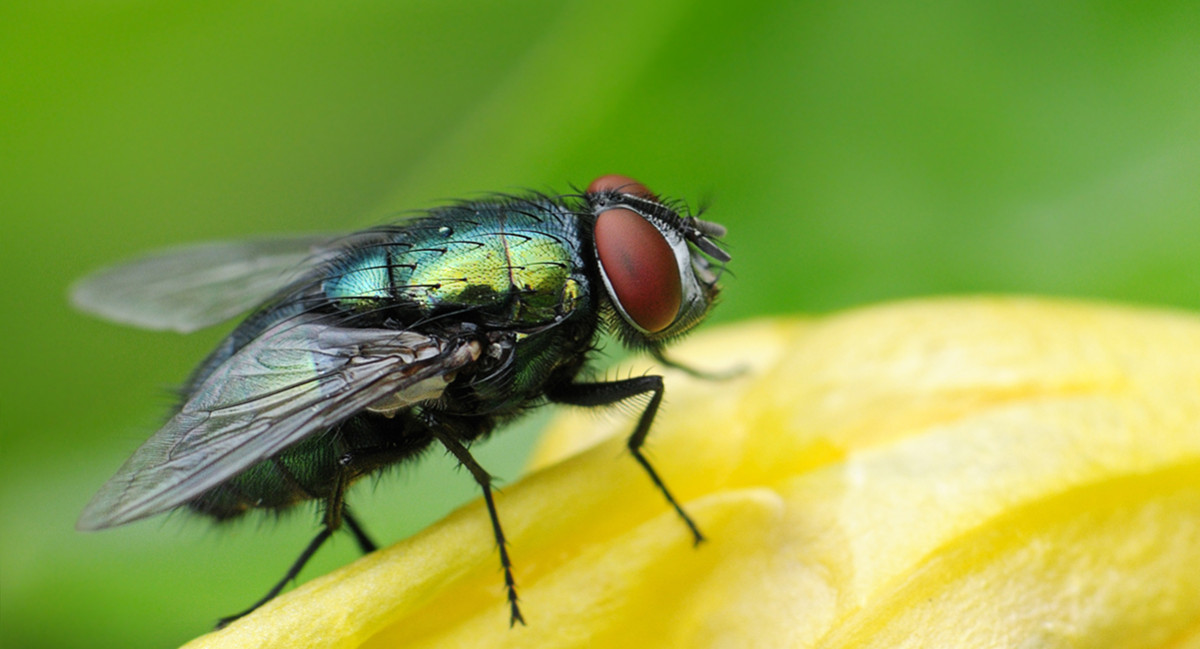 Как избавиться от мух на улице: эффективные средства для беседки и навеса