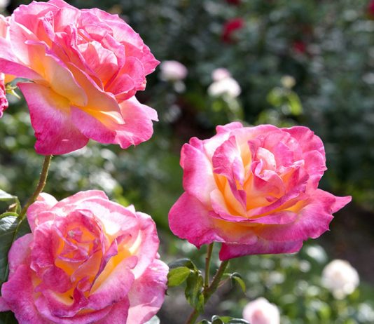 Уход за розами летом — главные правила
