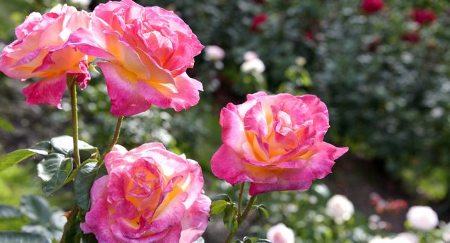 Уход за розами летом — главные правила