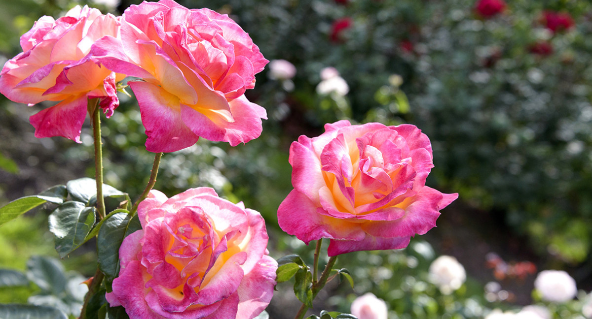 Простые правила ухода за розами: секреты успешного выращивания и подкормки