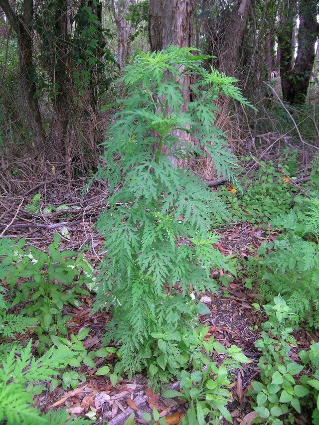 Амброзия полыннолистная (Ambrosia artemisiifolia)