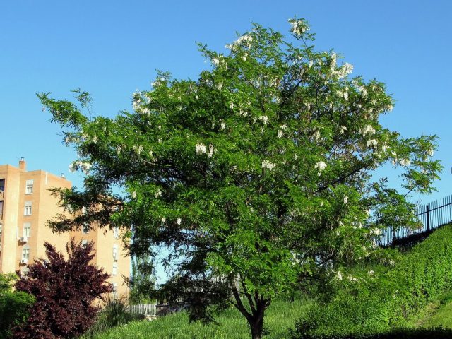 Белая акация, или Робиния лжеакациевая (Robinia pseudoacacia) 