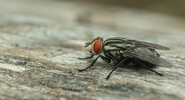 Муха – не только назойливое насекомое, но и опасный переносчик болезней