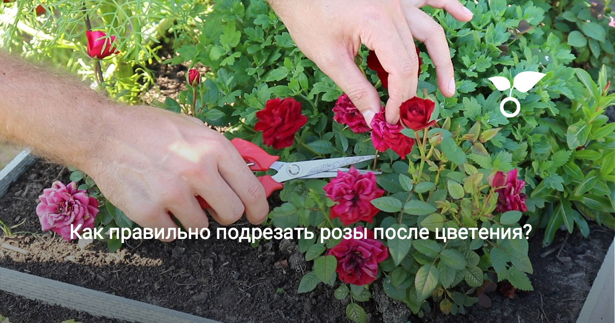 Как правильно подрезать розы после цветения? Видео — Ботаничка
