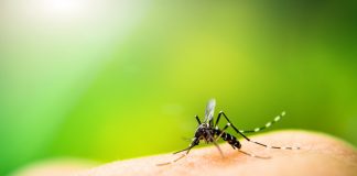 Защита от комаров и других кровососущих на отдыхе