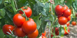 Как получить большой урожай томатов