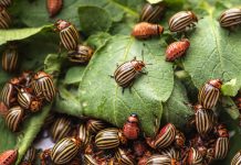 Защита картофеля от колорадского жука и болезней