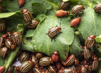 Защита картофеля от колорадского жука и болезней