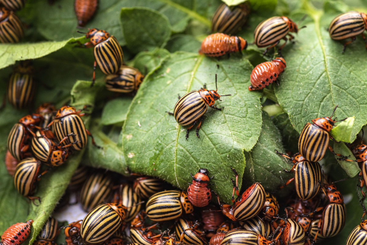 Самый опасный вредитель. 18 способов защиты от колорадского жука