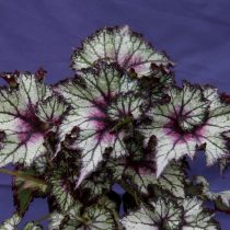 Бегония рекс, или Бегония королевская (Begonia rex), сорт «Май Бэст Фрэнд» (My Best Friend)