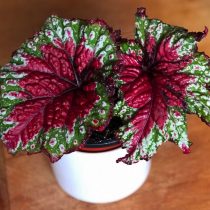 Бегония рекс, или Бегония королевская (Begonia rex), сорт «Мэрри Кристмас» (Merry Christmas) 